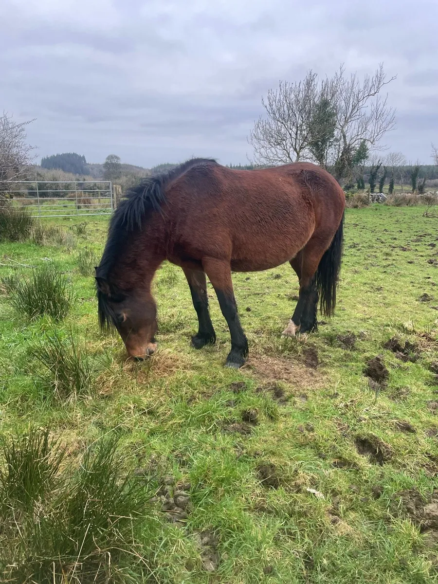 5 year old chestnut filly - Image 2