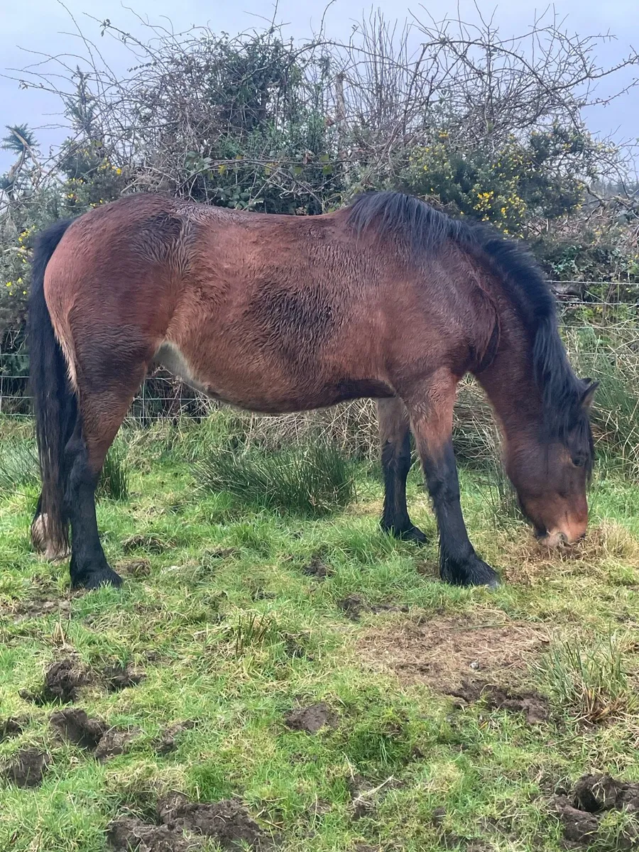 5 year old chestnut filly - Image 3