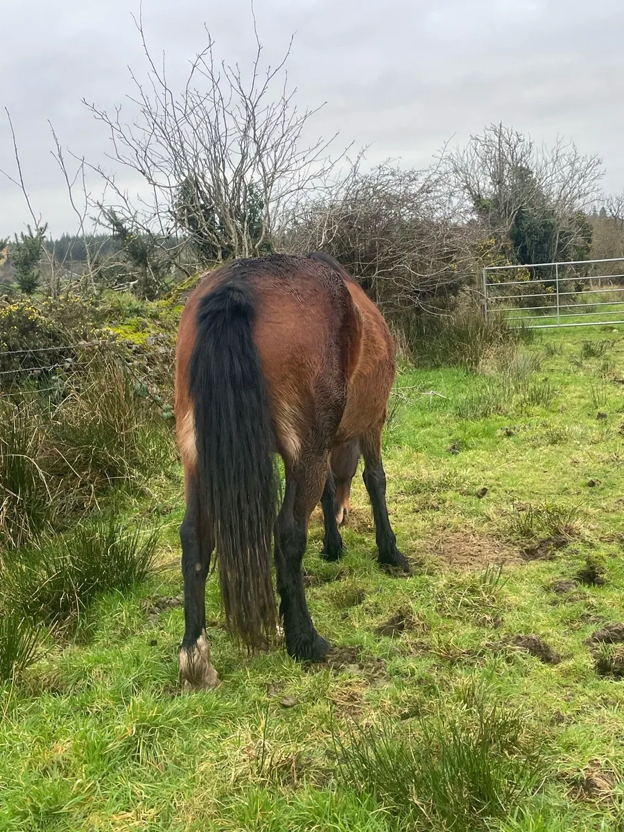 5 year old chestnut filly - Image 4