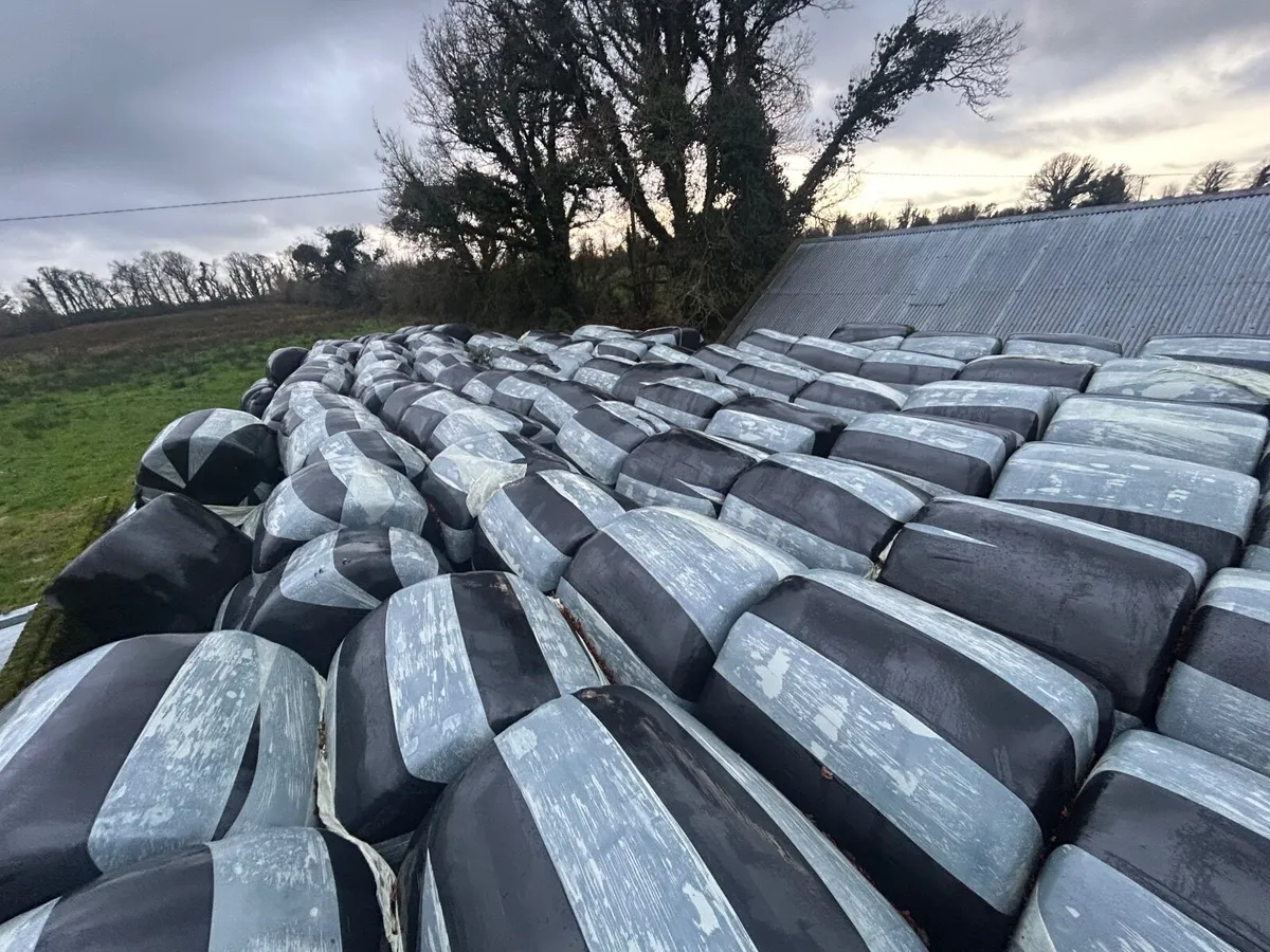 silage bales - Image 1