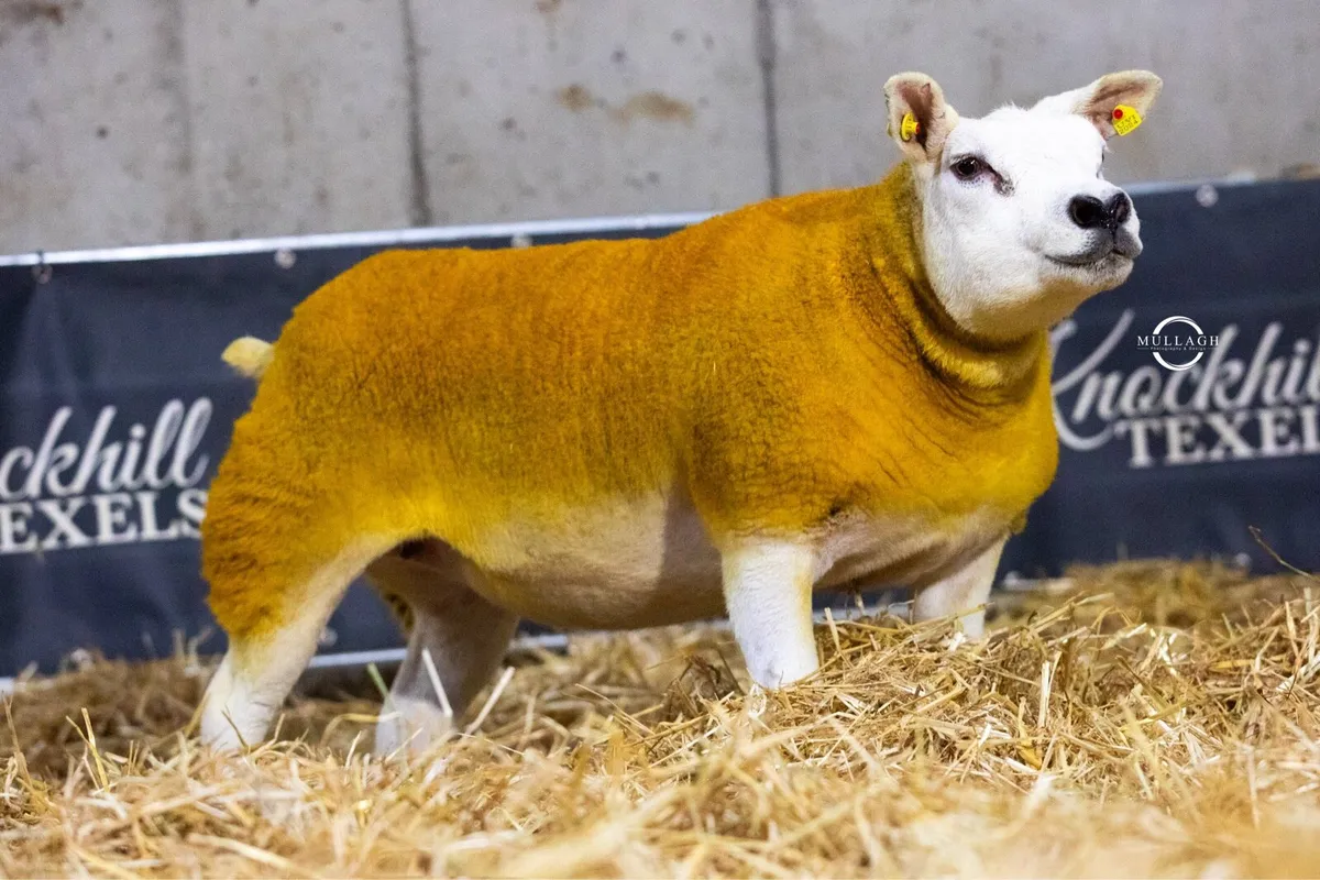 Thornville Texels South East Stars - Image 2