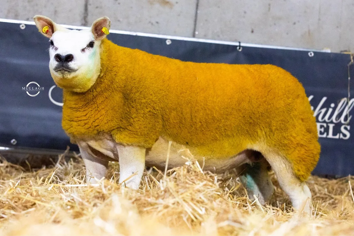 Thornville Texels South East Stars - Image 3