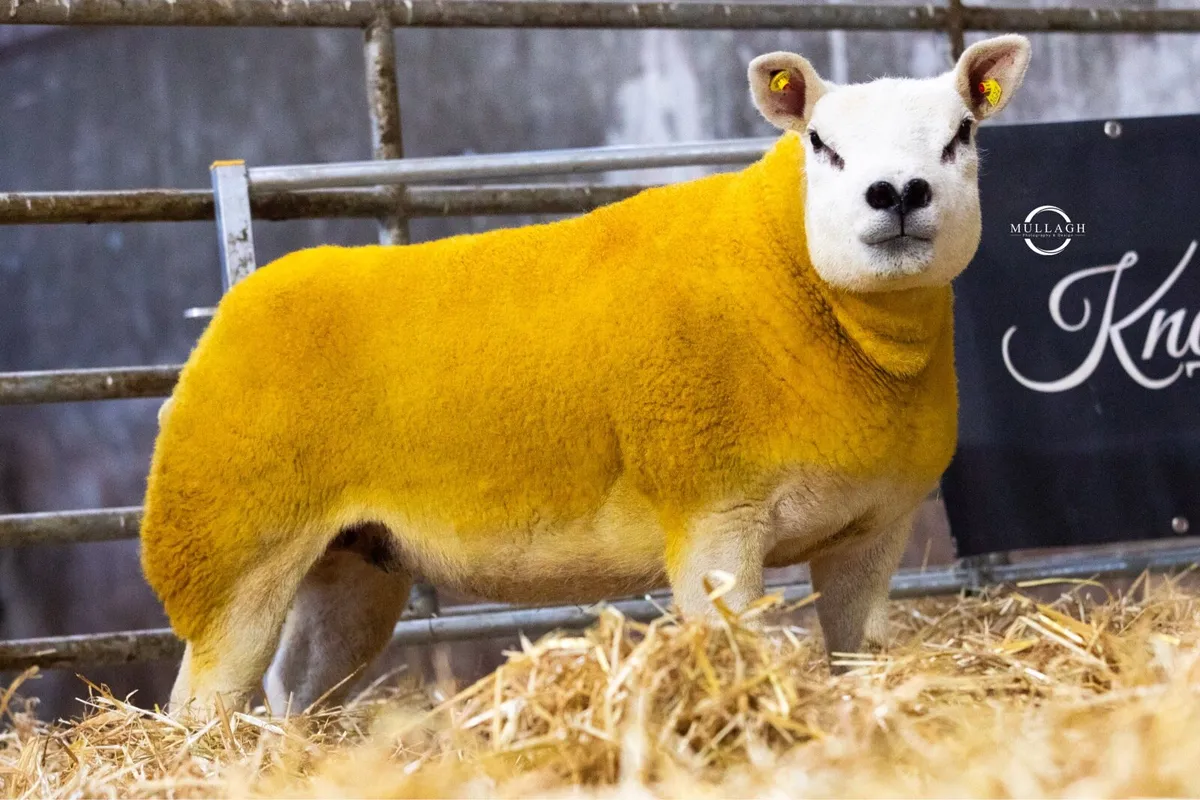 Thornville Texels South East Stars - Image 4