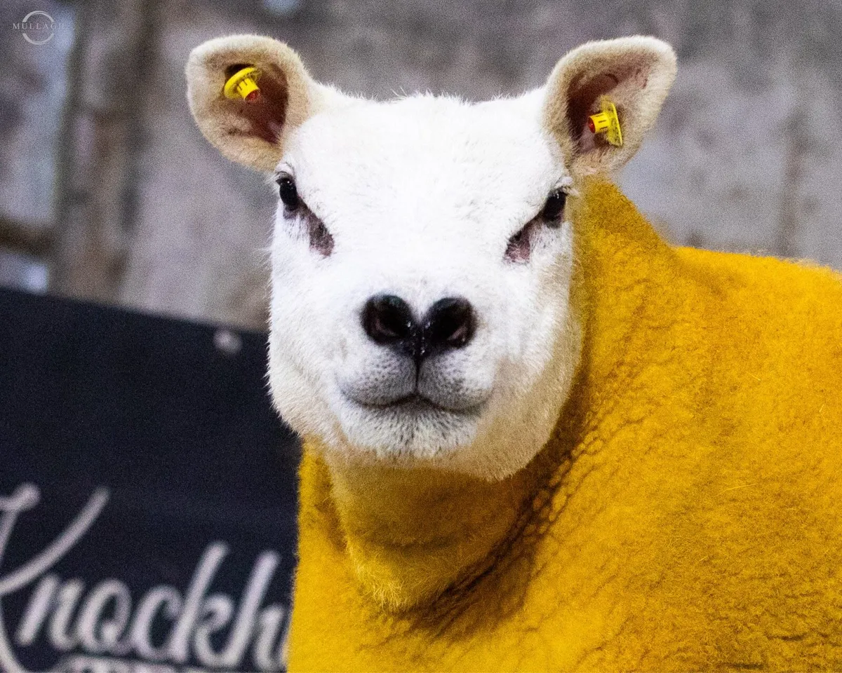 Thornville Texels South East Stars - Image 1