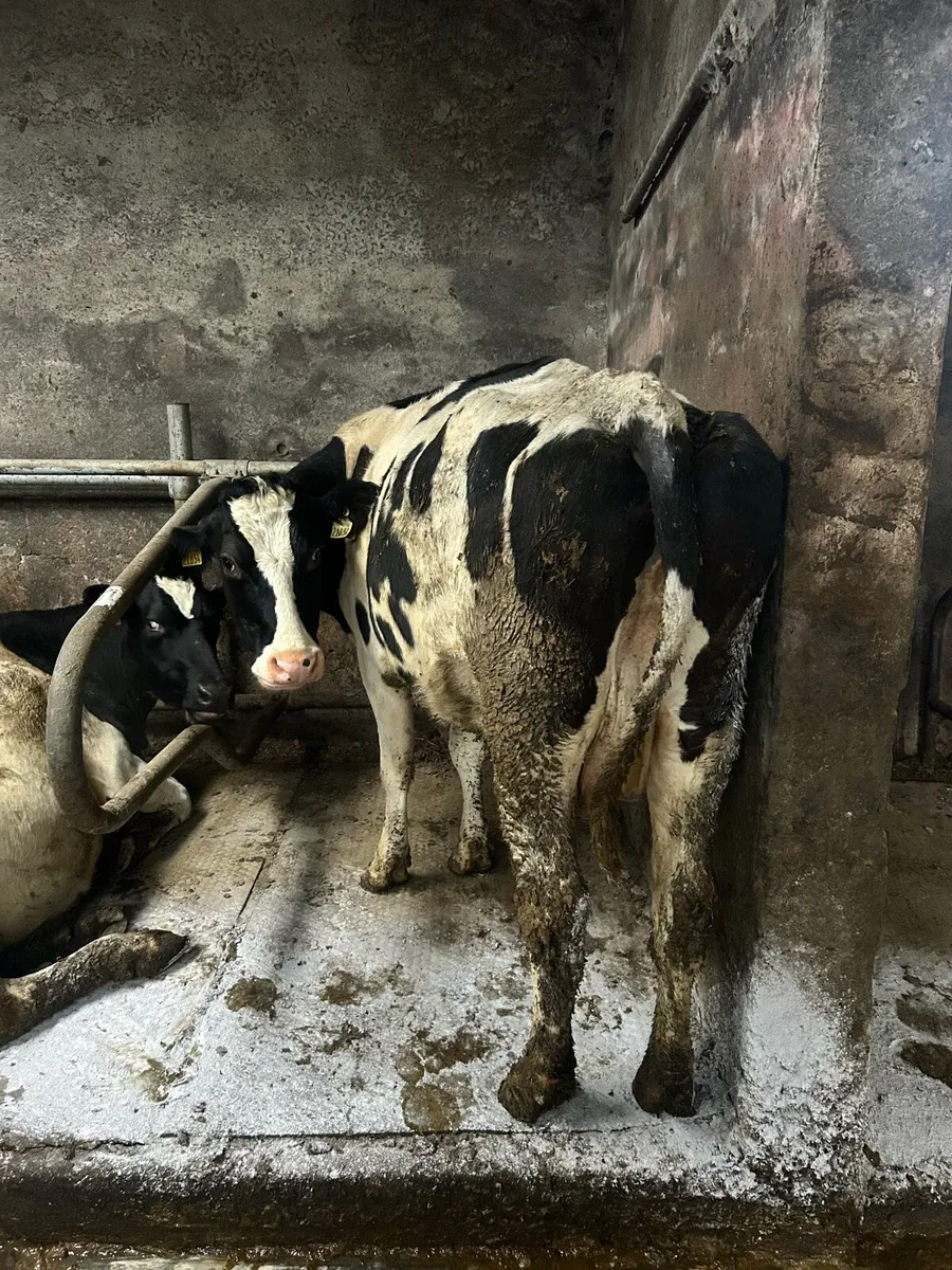 Cow for Sucking Calves - Image 2