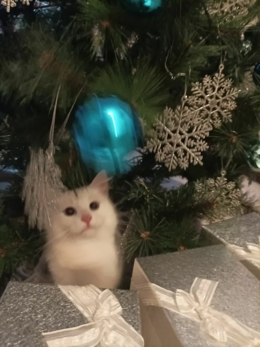 VAN///Turkish Van kittens - Image 1