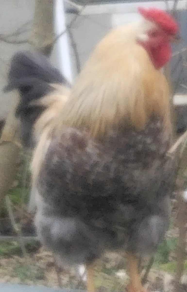 Rooster Ducks Drakes Hens - Image 1