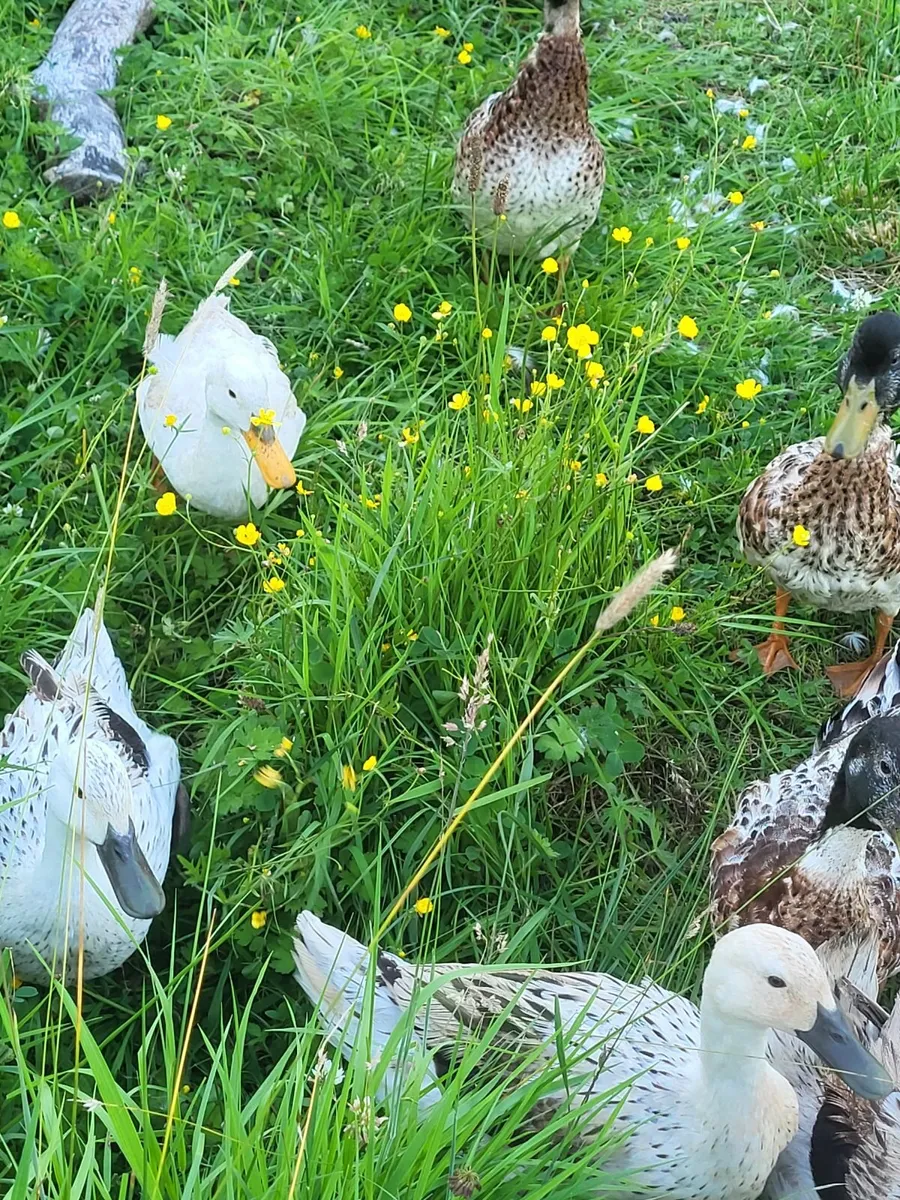 Rooster Ducks Drakes Hens - Image 2