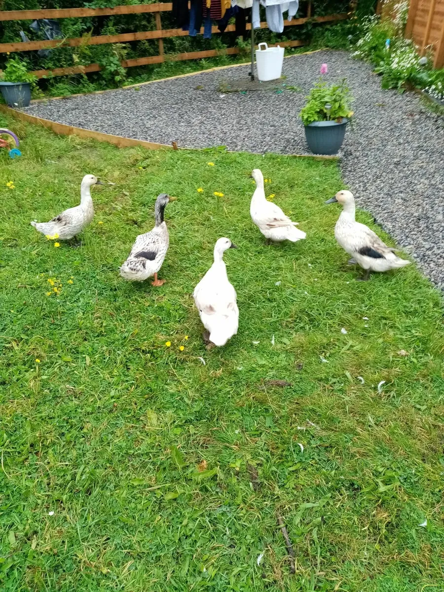 Rooster Ducks Drakes Hens - Image 3