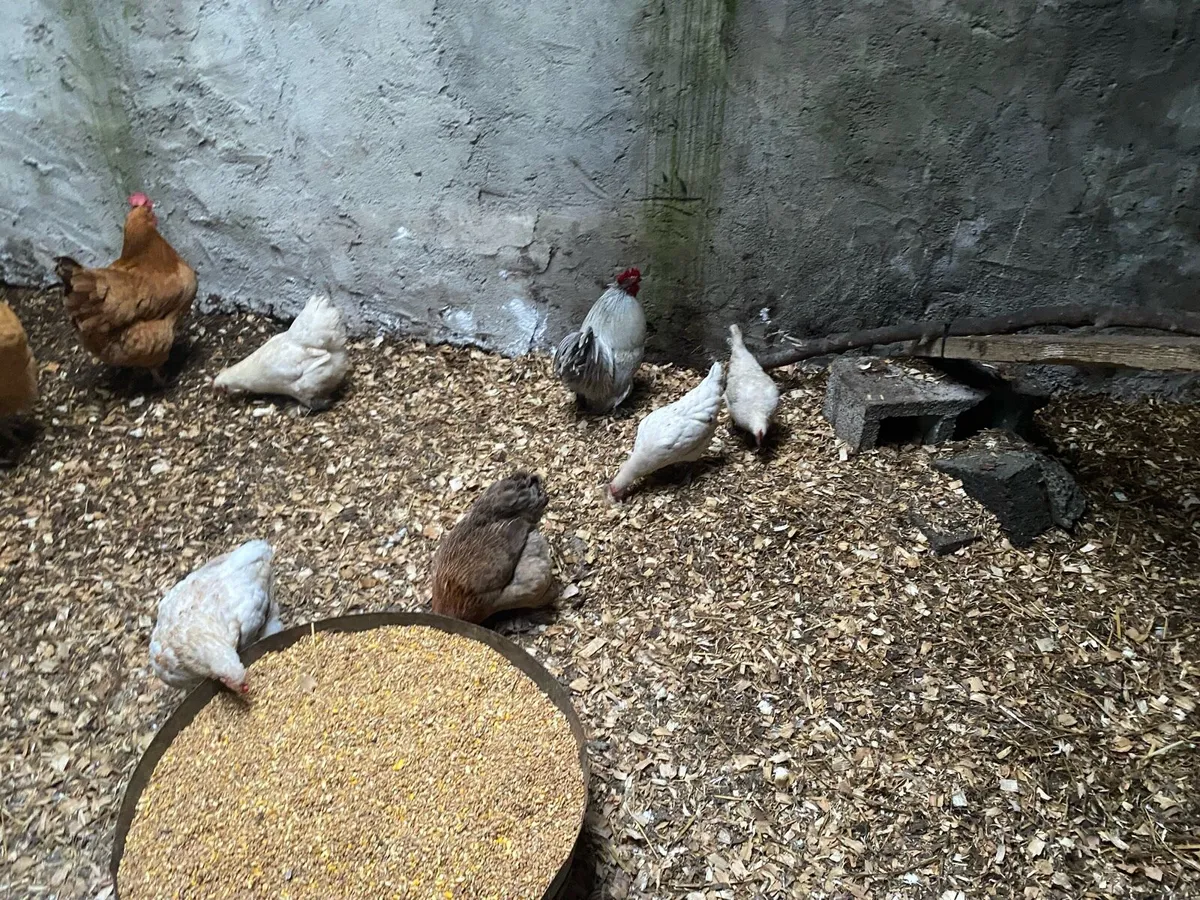 Hens and chickens - Image 1