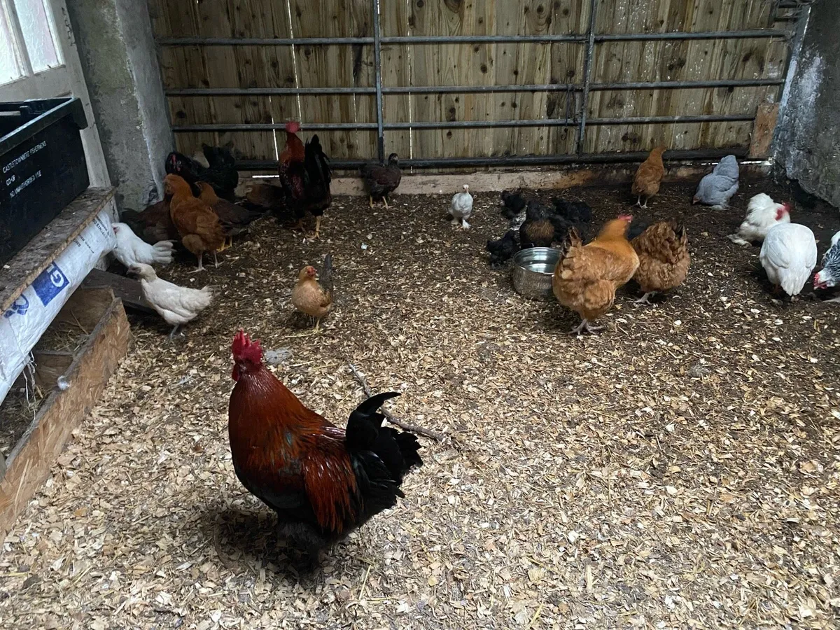 Hens and chickens - Image 2