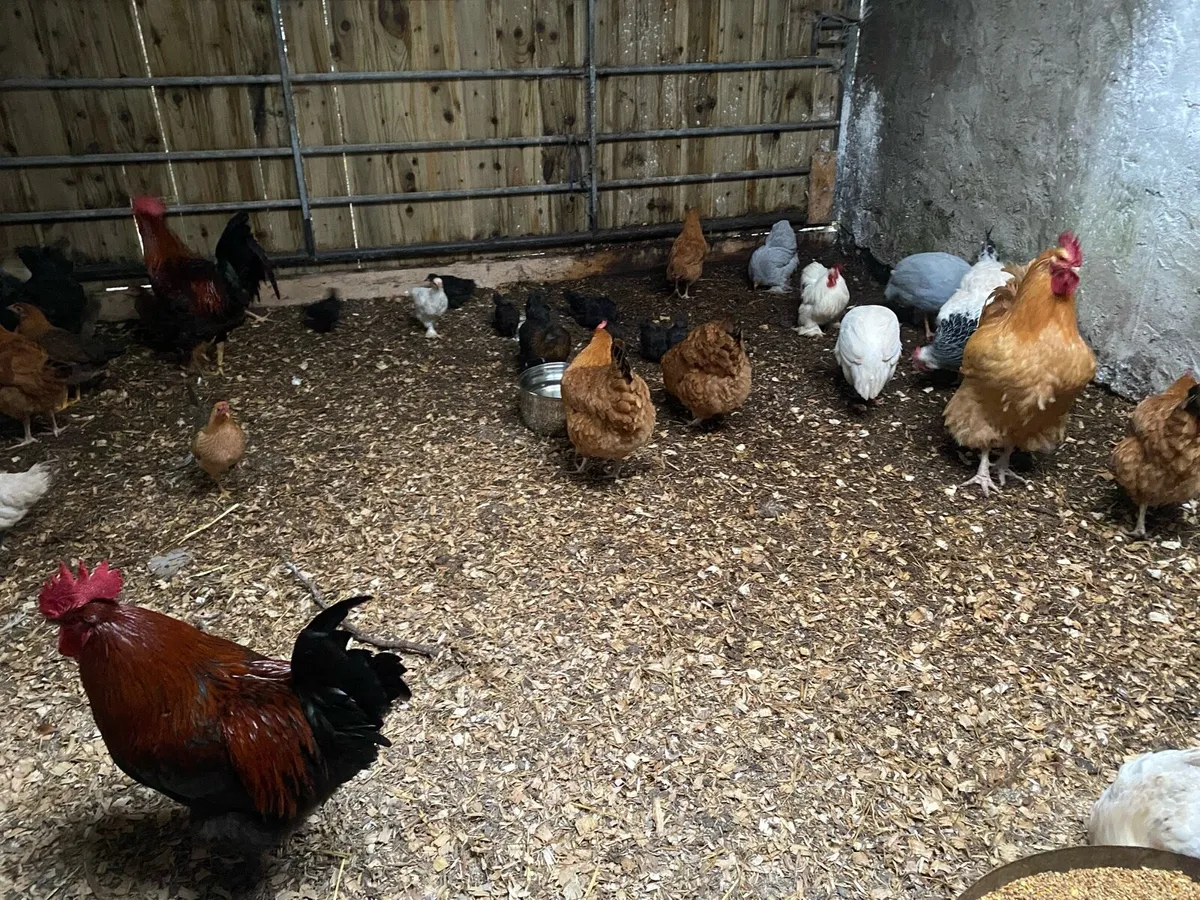 Hens and chickens - Image 3