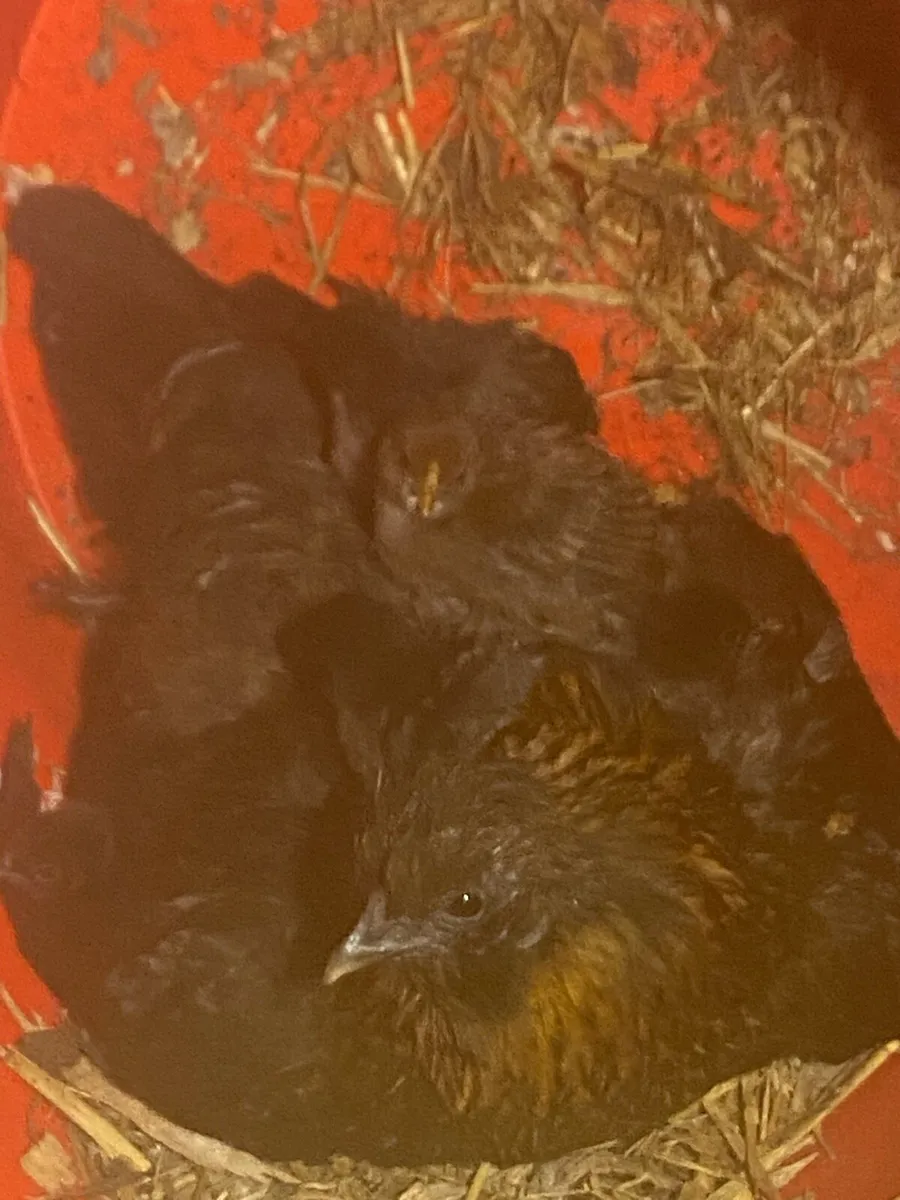 Hens and chickens - Image 4