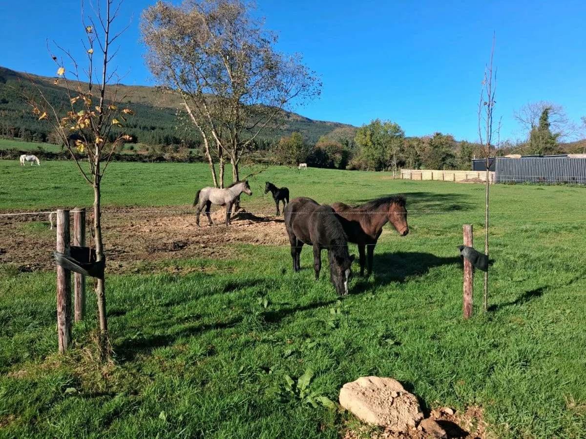 Connemara foals - Image 2