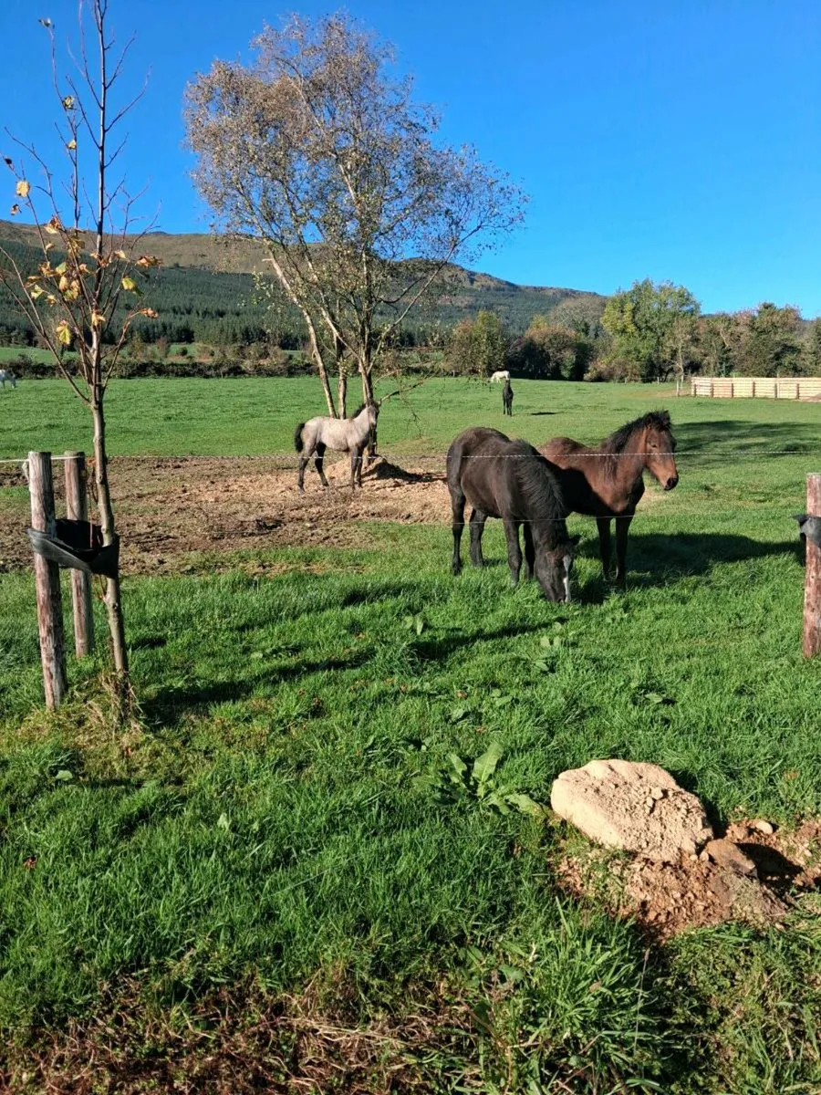 Connemara foals - Image 4