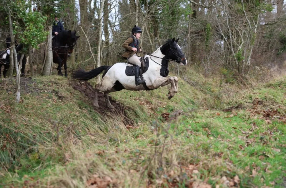 Perfect allrounder - Image 1