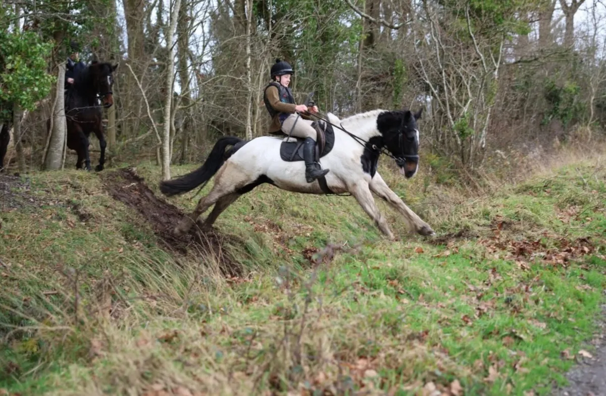 Perfect allrounder - Image 2