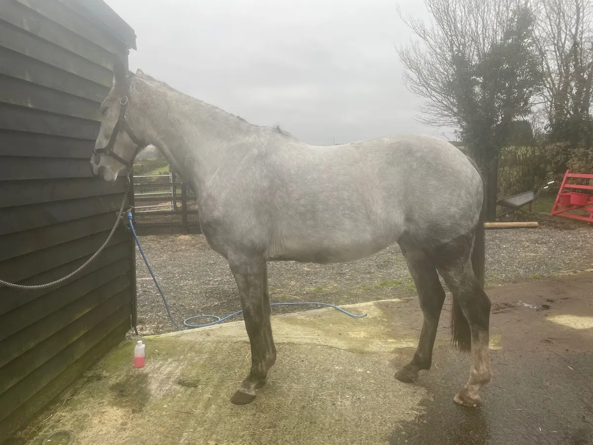 Broodmare Prospect - Image 3