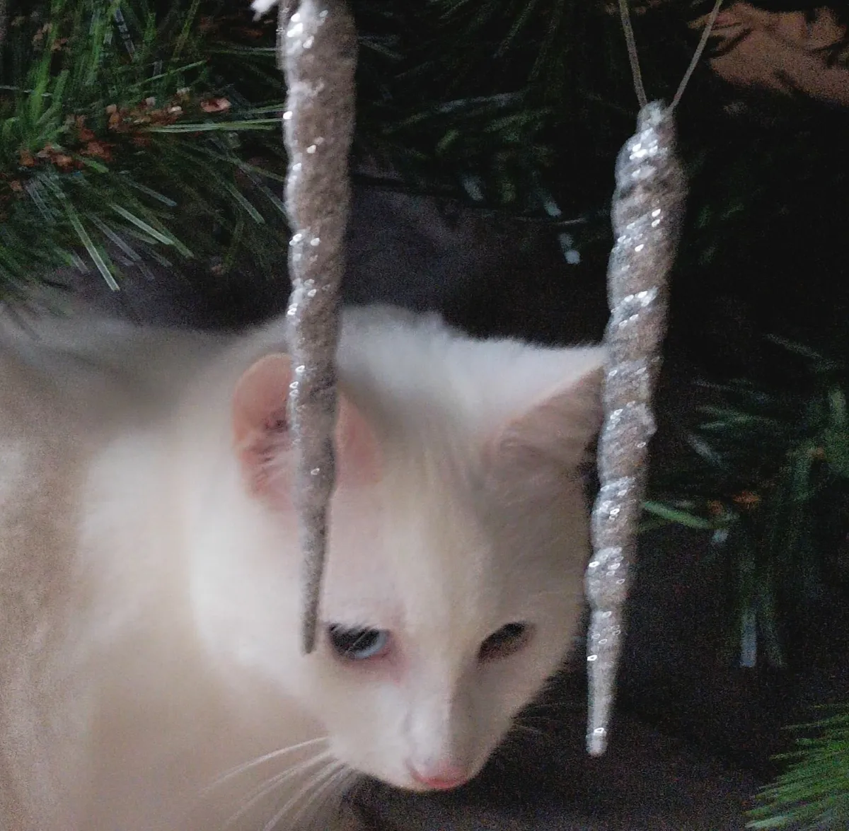 VAN///Turkish Van kittens - Image 2