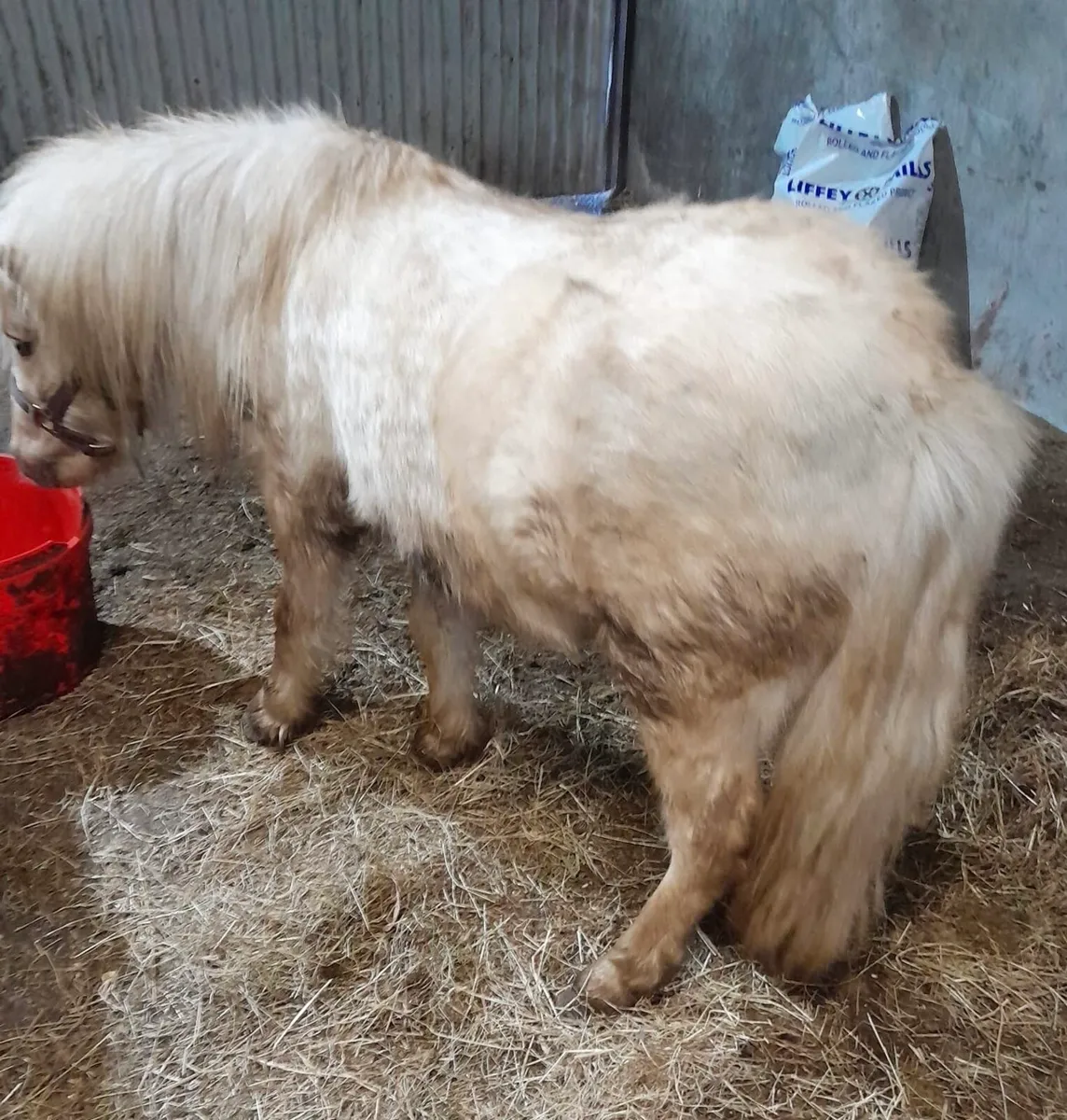 Colt for Sale - Image 3