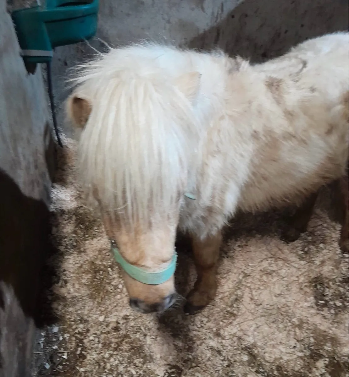 Colt for Sale - Image 4