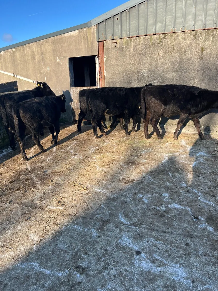 5 AAX weanlings - Image 1