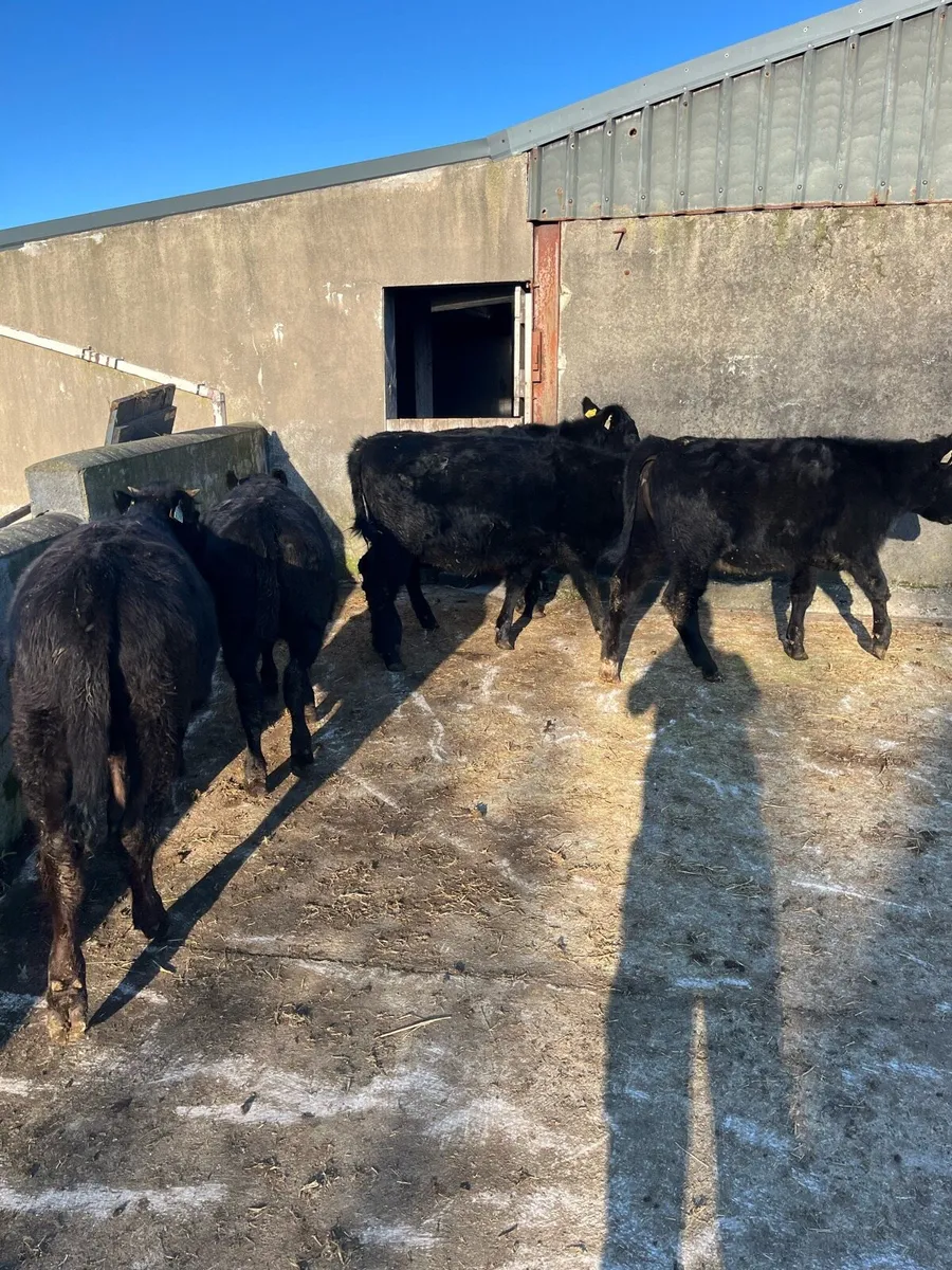 5 AAX weanlings - Image 2