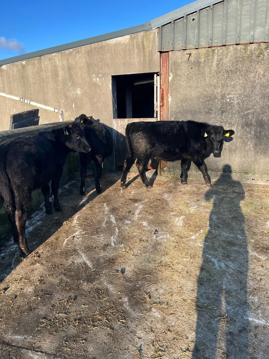 5 AAX weanlings - Image 3