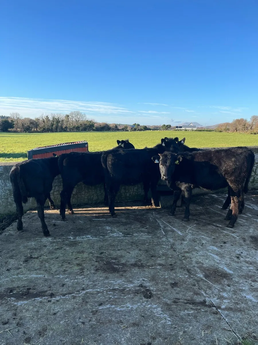 5 AAX weanlings - Image 4