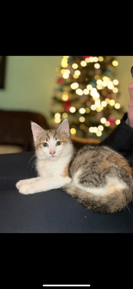 Lovely kitten looking for good home