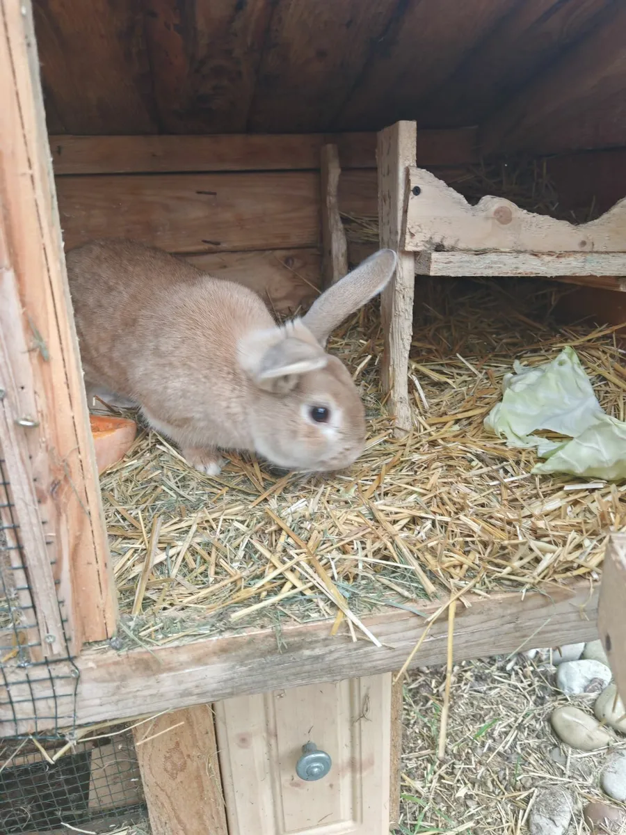 Он очени тихий и спокойный. Для размножение, - Image 1