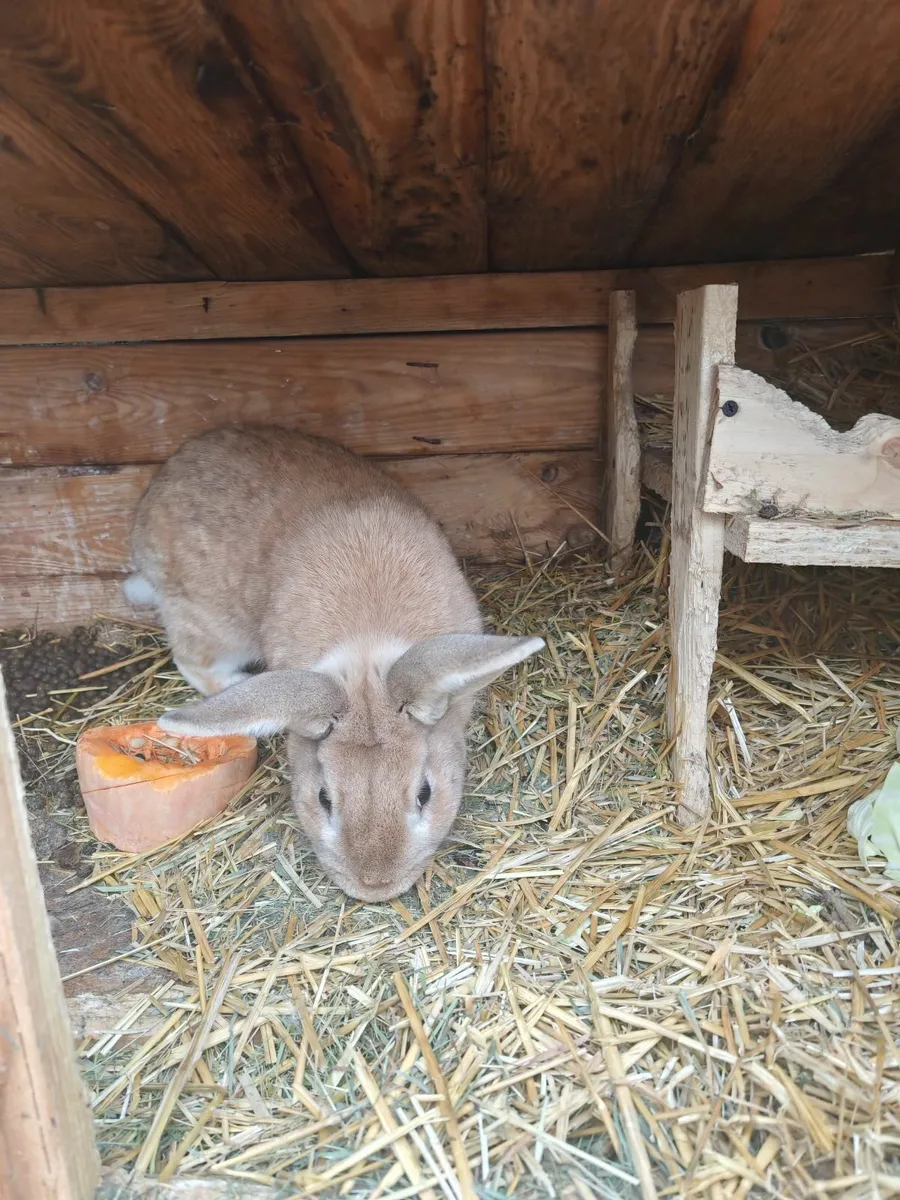 Он очени тихий и спокойный. Для размножение, - Image 2