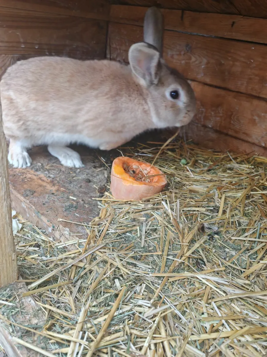 Он очени тихий и спокойный. Для размножение, - Image 3