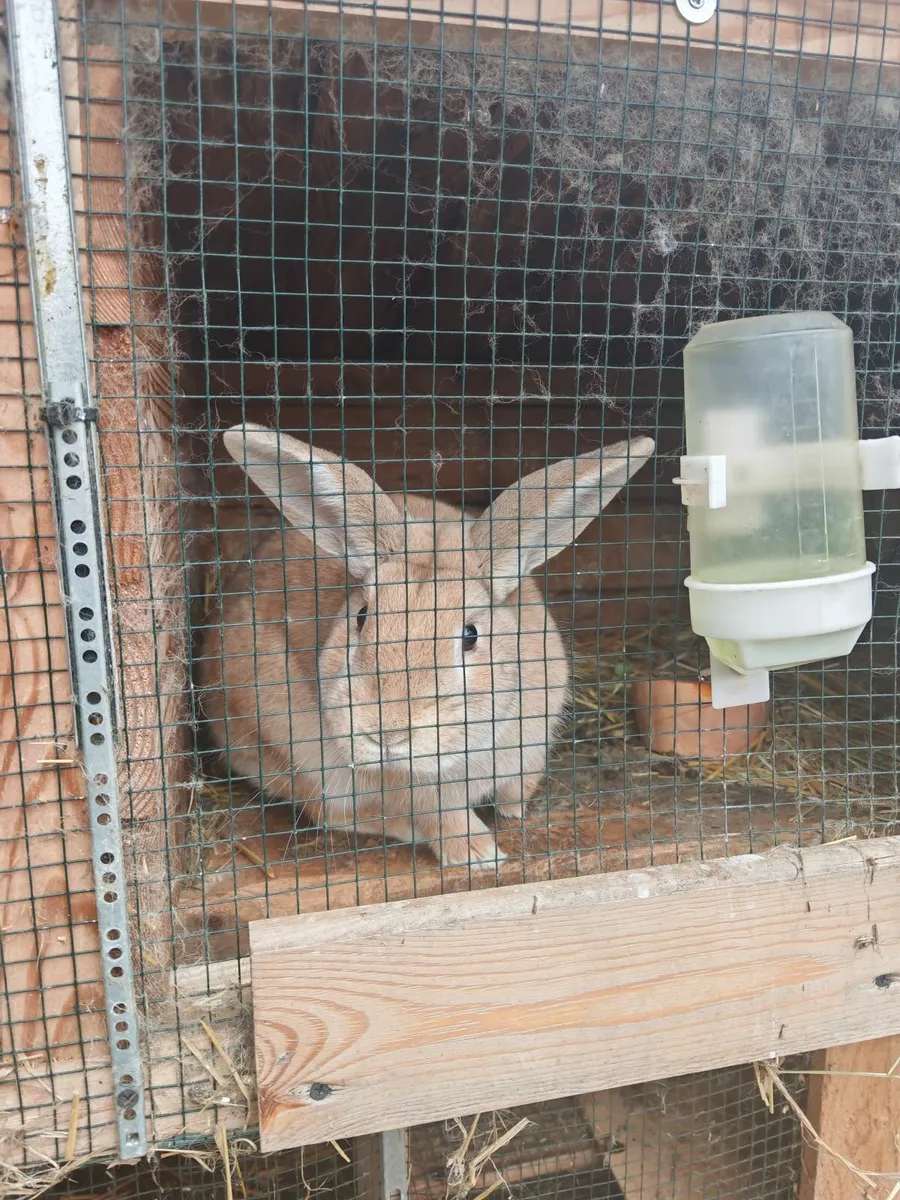 Он очени тихий и спокойный. Для размножение, - Image 4