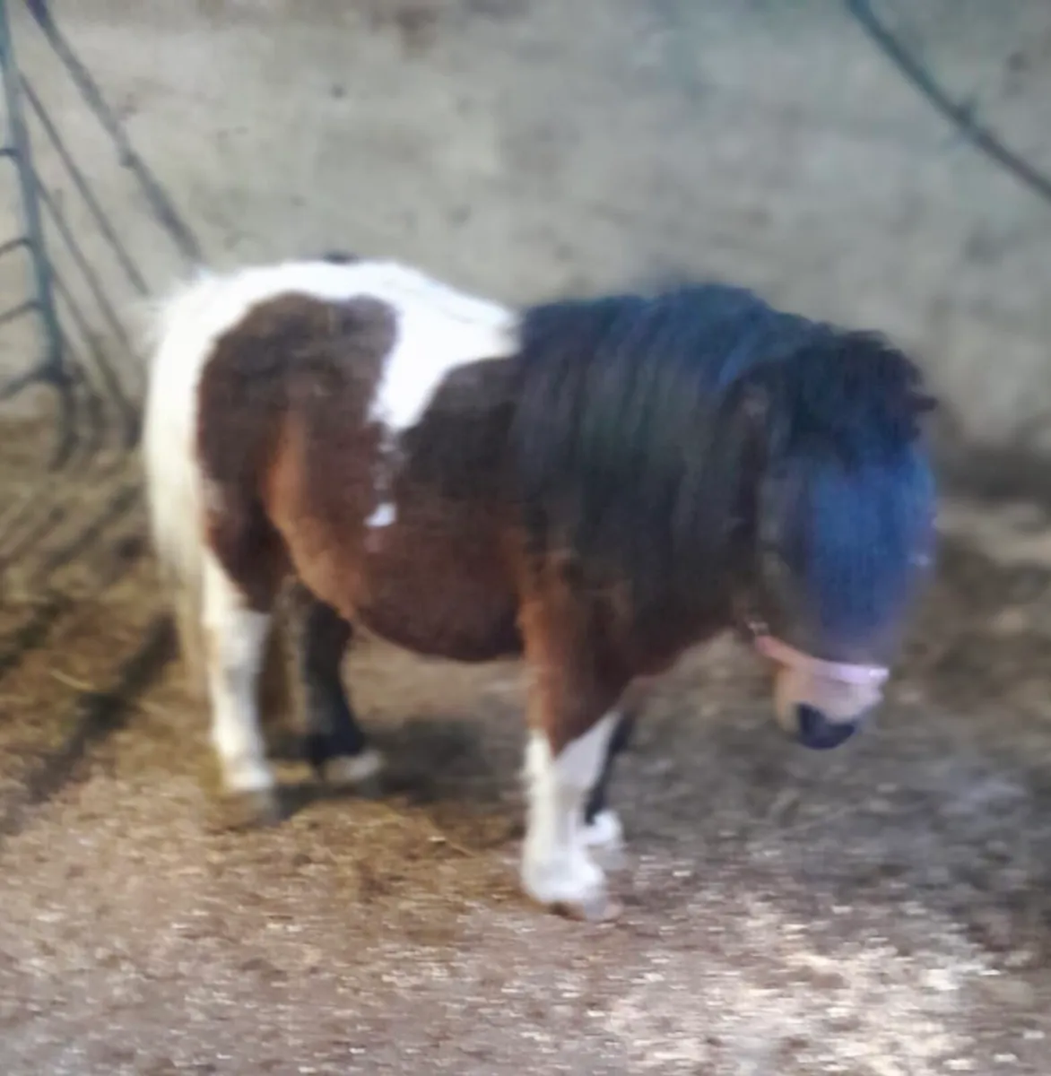 Colt for Sale - Image 1