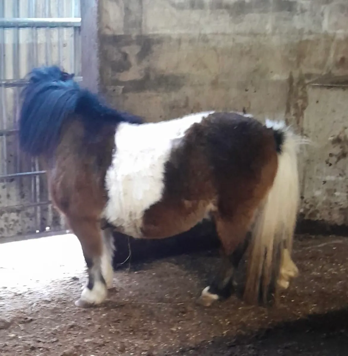 Colt for Sale - Image 2