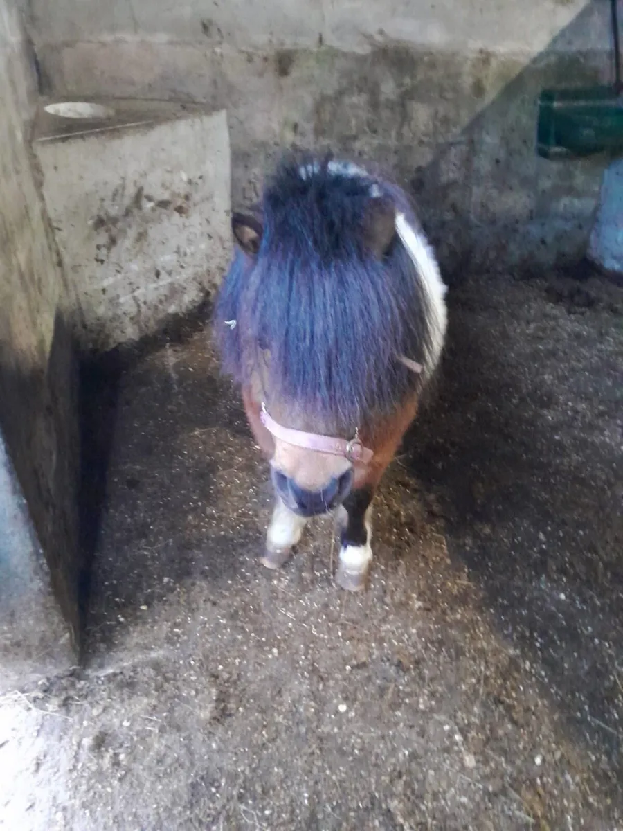 Colt for Sale - Image 3