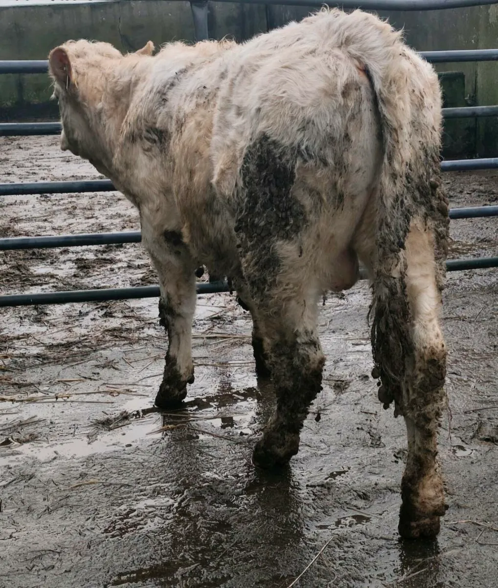 Pedigree Registered Charolais Bull ⭐⭐⭐⭐ - Image 2