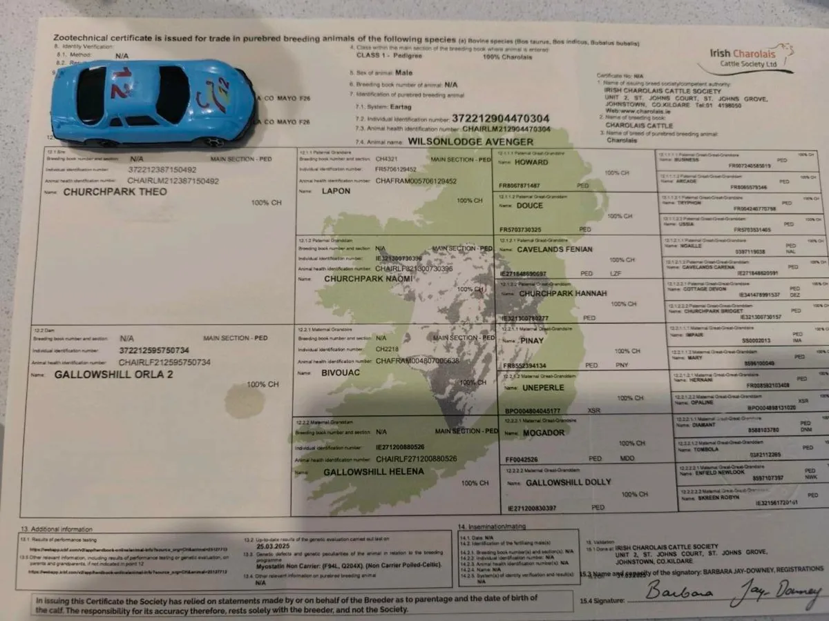 Pedigree Registered Charolais Bull ⭐⭐⭐⭐ - Image 3