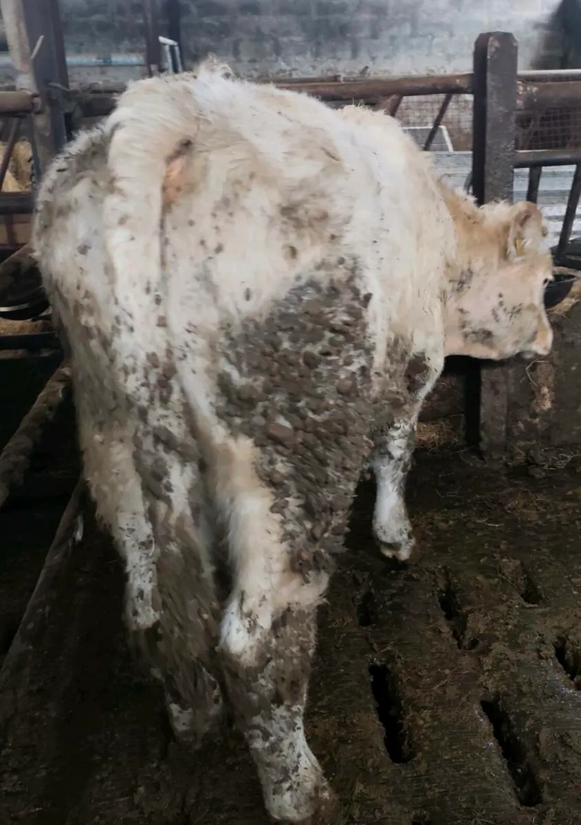 Pedigree Registered Charolais Bull ⭐⭐⭐⭐ - Image 4