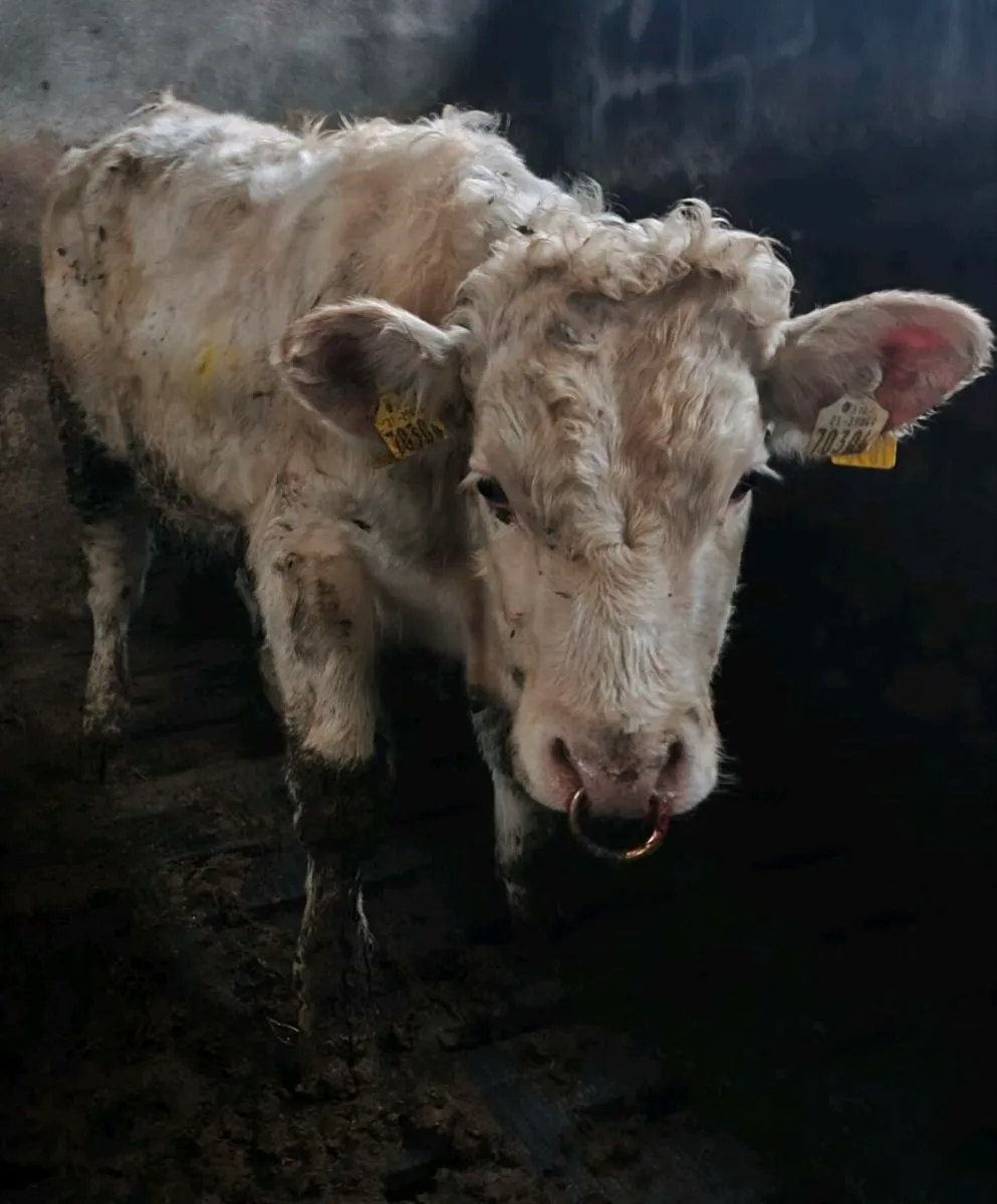 Pedigree Registered Charolais Bull ⭐⭐⭐⭐ - Image 1