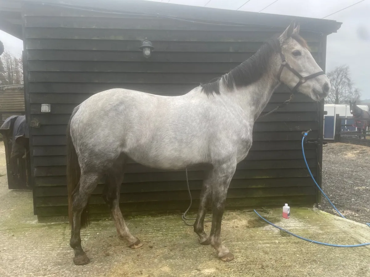 Broodmare Prospect - Image 2