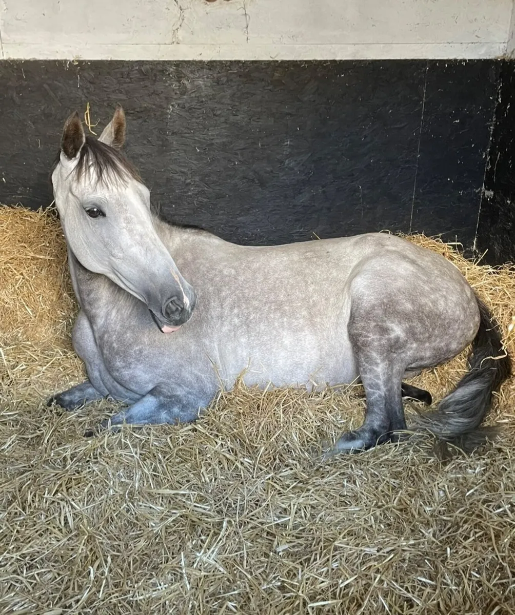 Broodmare Prospect - Image 1