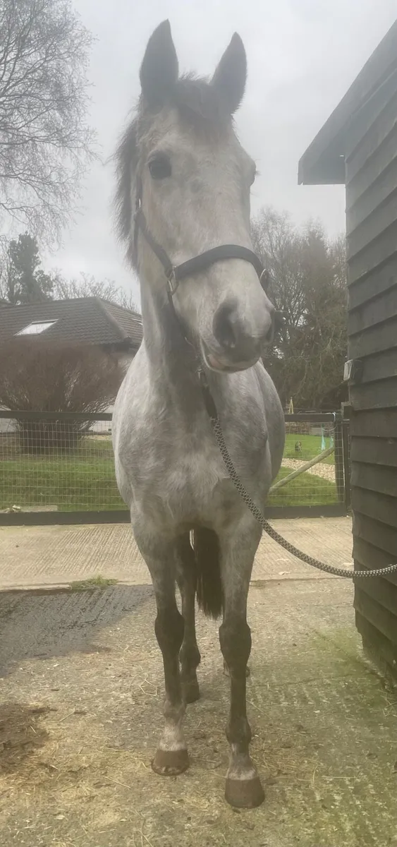 Broodmare Prospect - Image 4