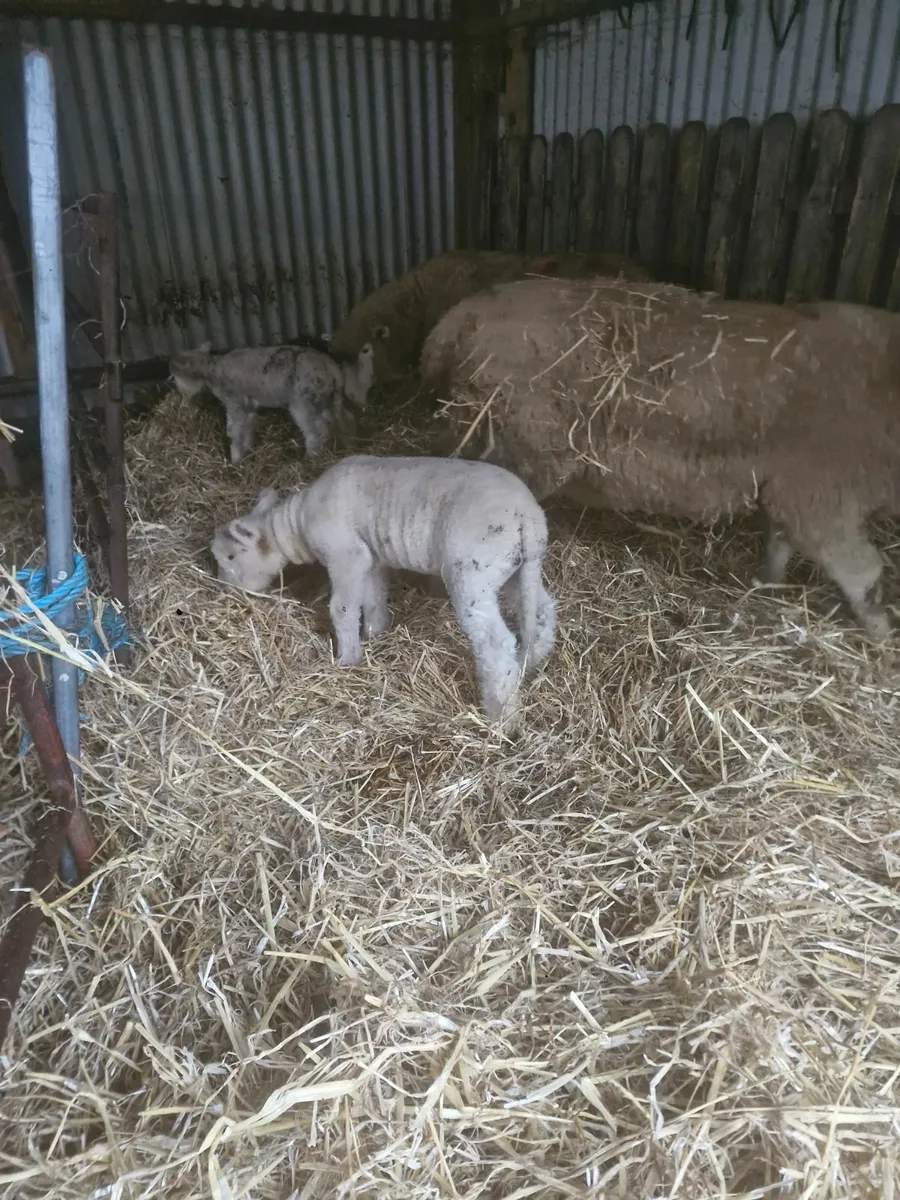 Sheep purebred Dorset - Image 4