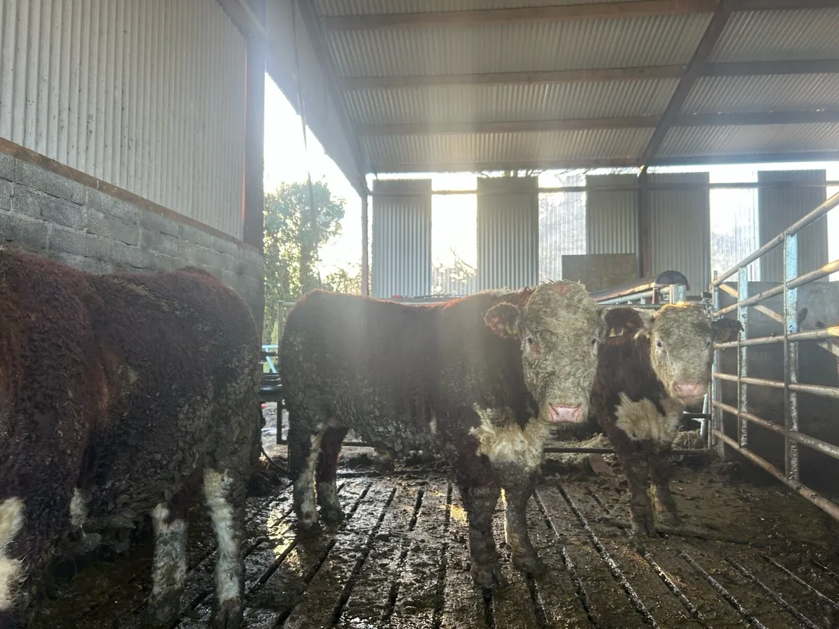 Pb Hereford bulls - Image 3