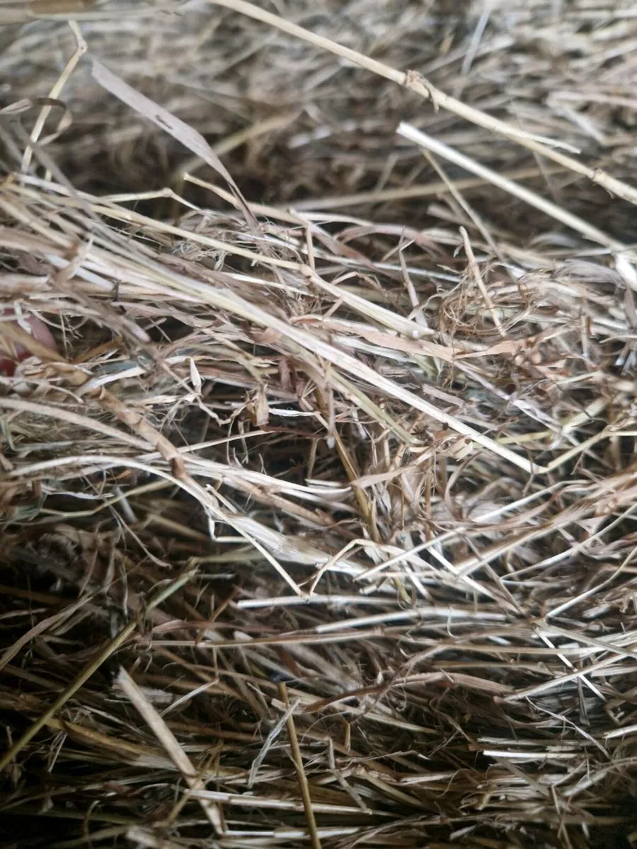 80 bale's of hay - Image 1