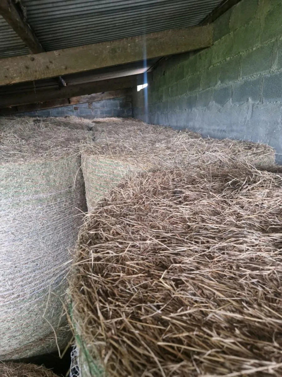 80 bale's of hay - Image 2