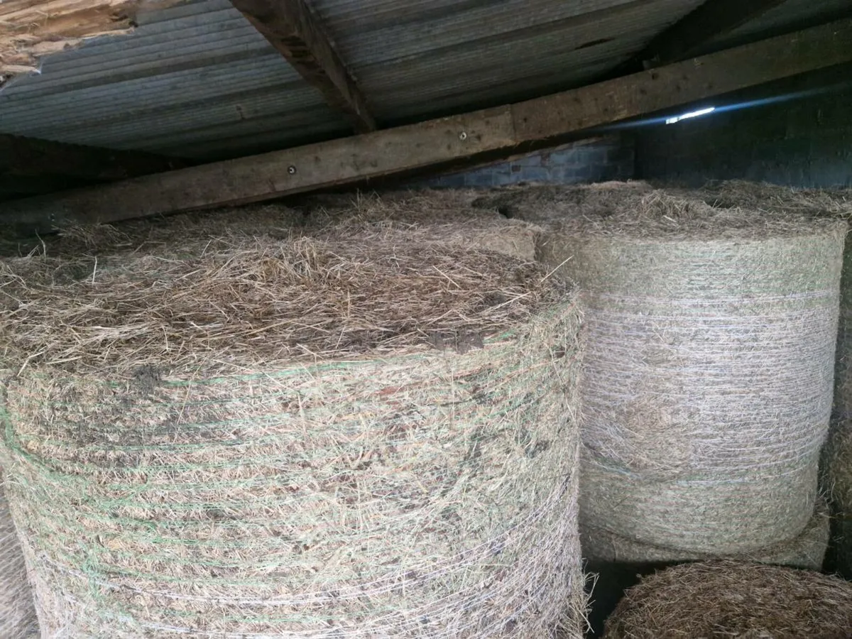 80 bale's of hay - Image 4