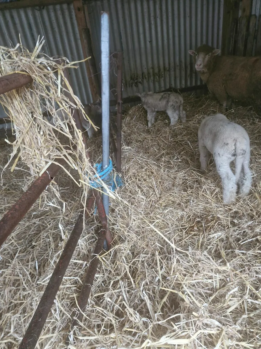 Sheep purebred Dorset - Image 2